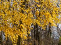 Herbstidylle am Chiemseeweg bei Übersee